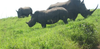 Herd African Rhino Image
